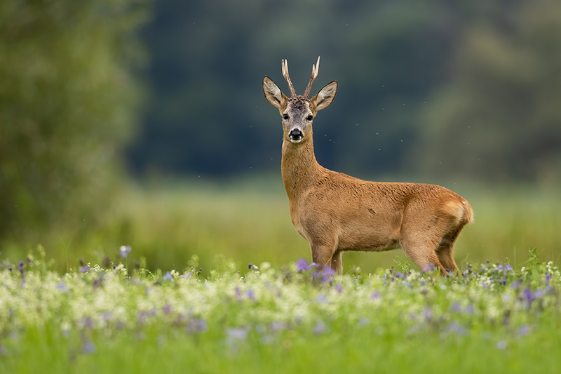 Avvistamento di un capriolo