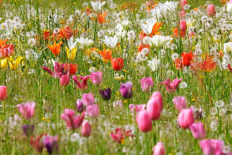 Giardinity: la fioritura dei tulipani a Vescovana (PD)