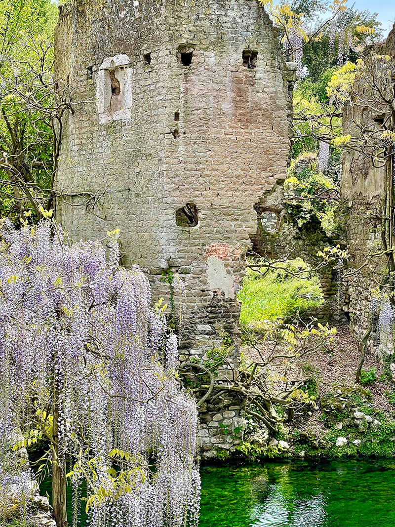 Giardino di Ninfa, glicine in fiore primavera, archivio Fondazione Roffredo Caetani
