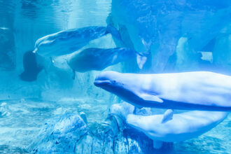 Oceanografico di Valencia, beluga