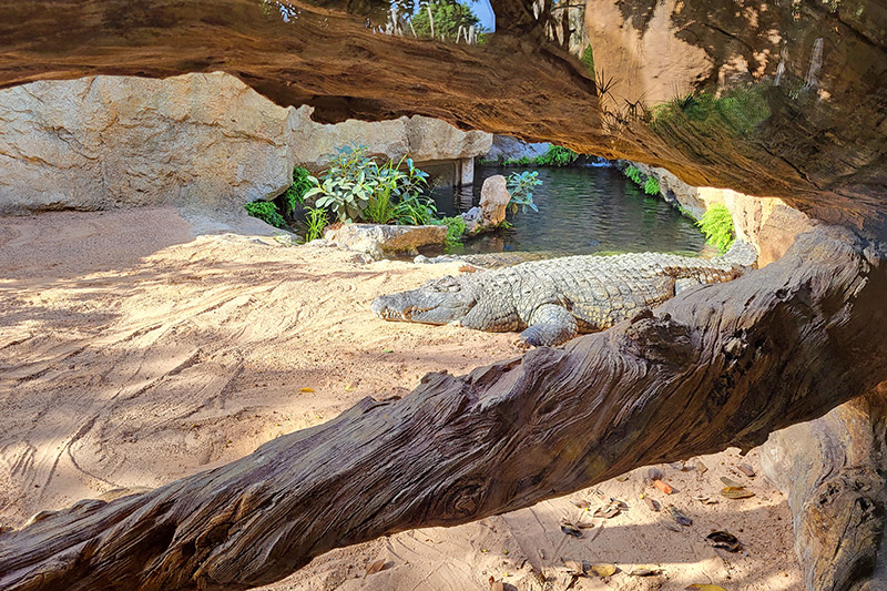 Bioparc Valencia, coccodrillo