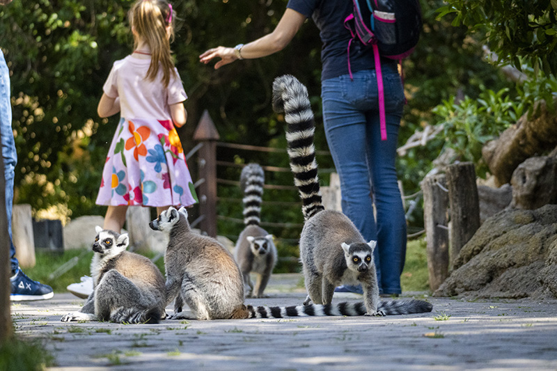 Bioparc Valencia, lemuri