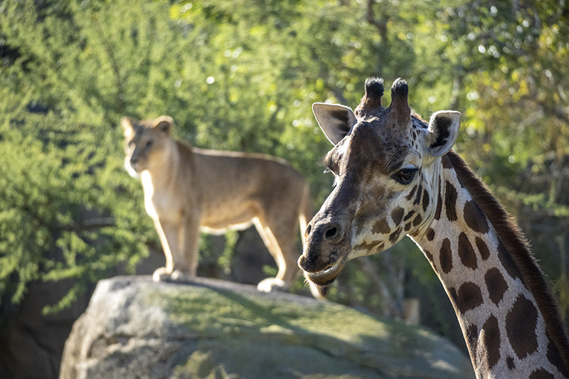 Bioparc Valencia, giraffa e leonessa