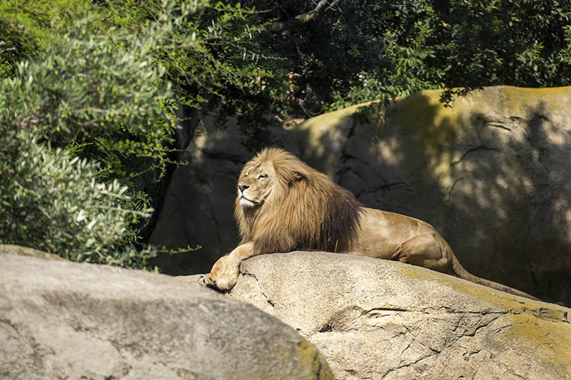 Bioparc Valencia, leone