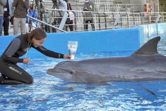 Oceanografico di Valencia, delfini
