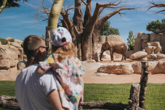 Bioparc di Valencia, elefanti