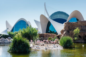 Oceanografico di Valencia, fenicotteri