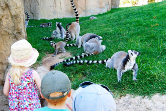 Bioparc di Valencia, lemuri