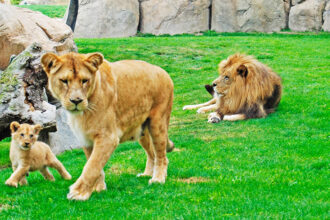 Bioparc di Valencia, leoni