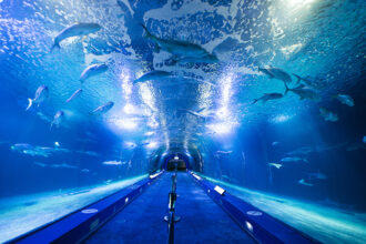 Oceanografico di Valencia, tunnel