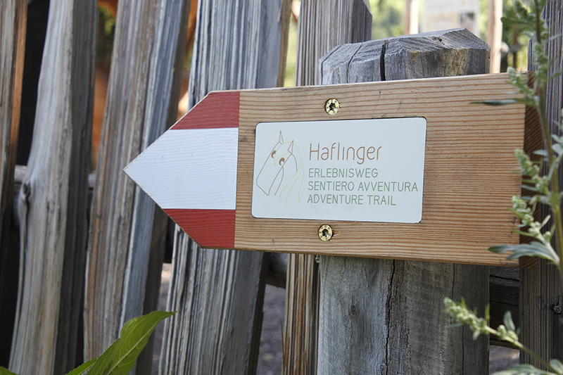 Sentiero Haflinger ad Avelengo