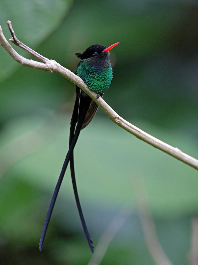 Giamaica_doctorbird_iStock-neilbowman
