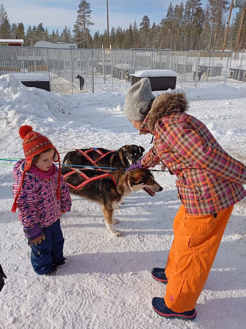 Rovaniemi_Bearhill_Husky_bambinaconhusky_phGrottoM