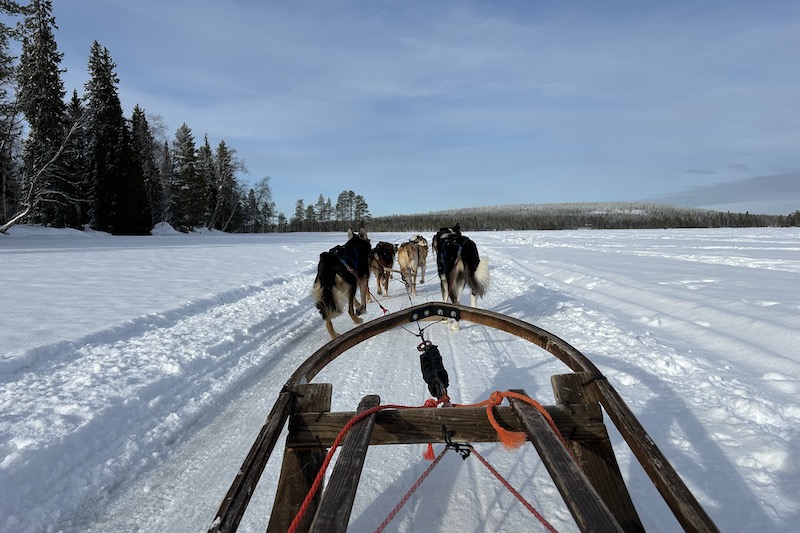 Rovaniemi_Bearhill_Husky_husky_phGrottoM