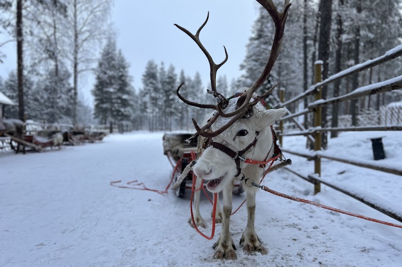 Rovaniemi_renna_phGrottoM