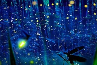 Osservazione delle lucciole al bosco Rodari di Modena