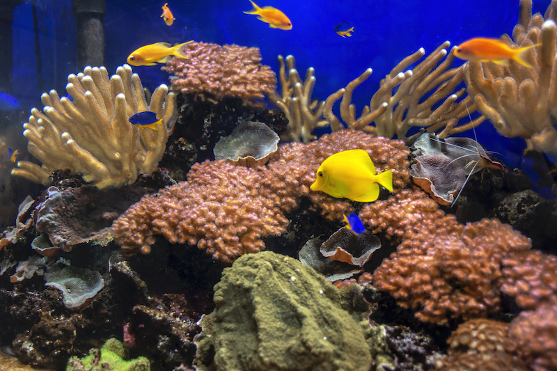 Acquario_CalaGonone_iStock-fabianocaddeo
