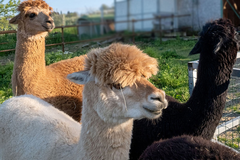 Fattoria didattica per bambini vicino Rimini, Podere Santa Pazienza