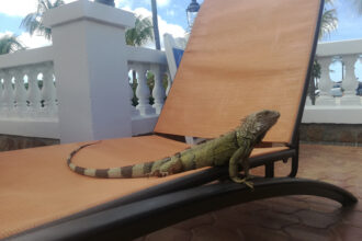 Iguana ad Aruba