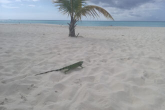 Iguana su una spiaggia di Aruba
