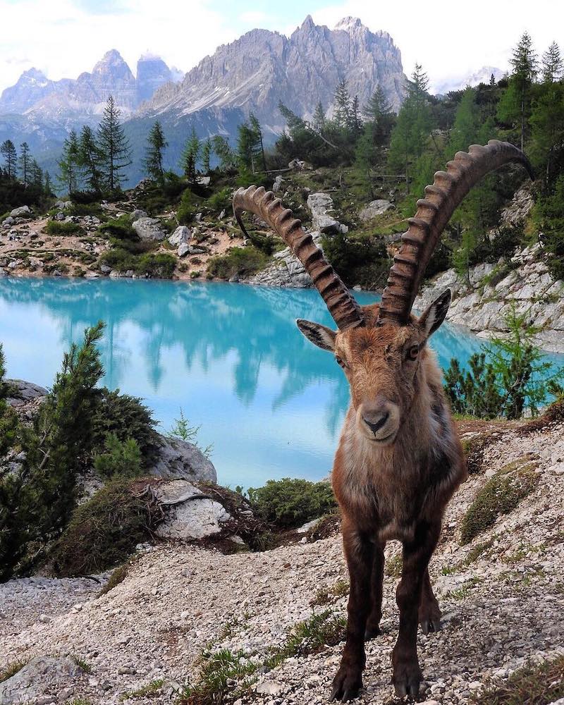 Cortina d'Ampezzo lago e stambecco