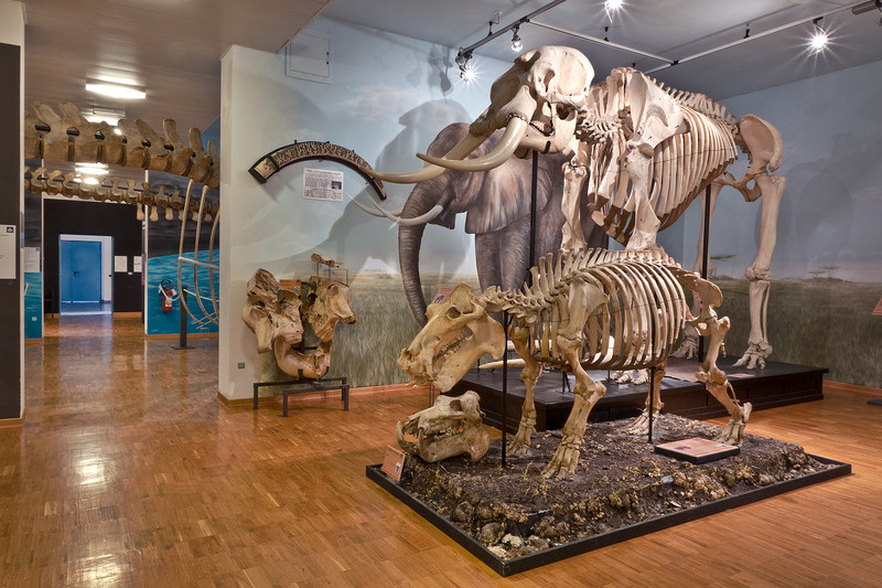 Museo di Storia Naturale di Trieste con i bambni