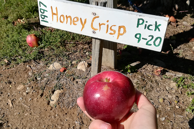 Apple picking alla Butternut Farm, New Hampshire