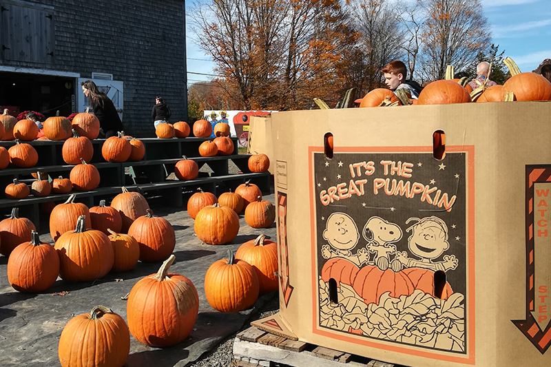 Pumpkin patch in New England