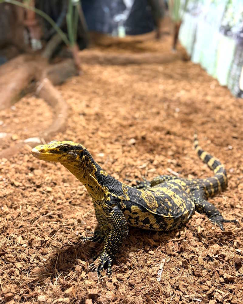 Varano Tropicarium Park