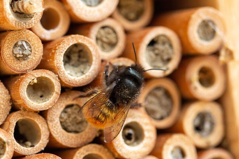 WWF: Urban Nature. Insetti impollinatori © D. Hablutzel