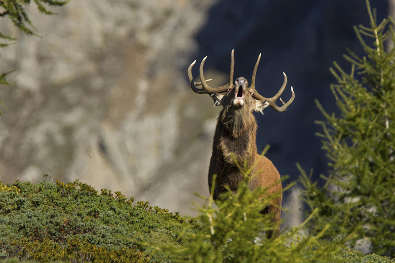 Bramito del cervo a Bormio in Alta Valtellina