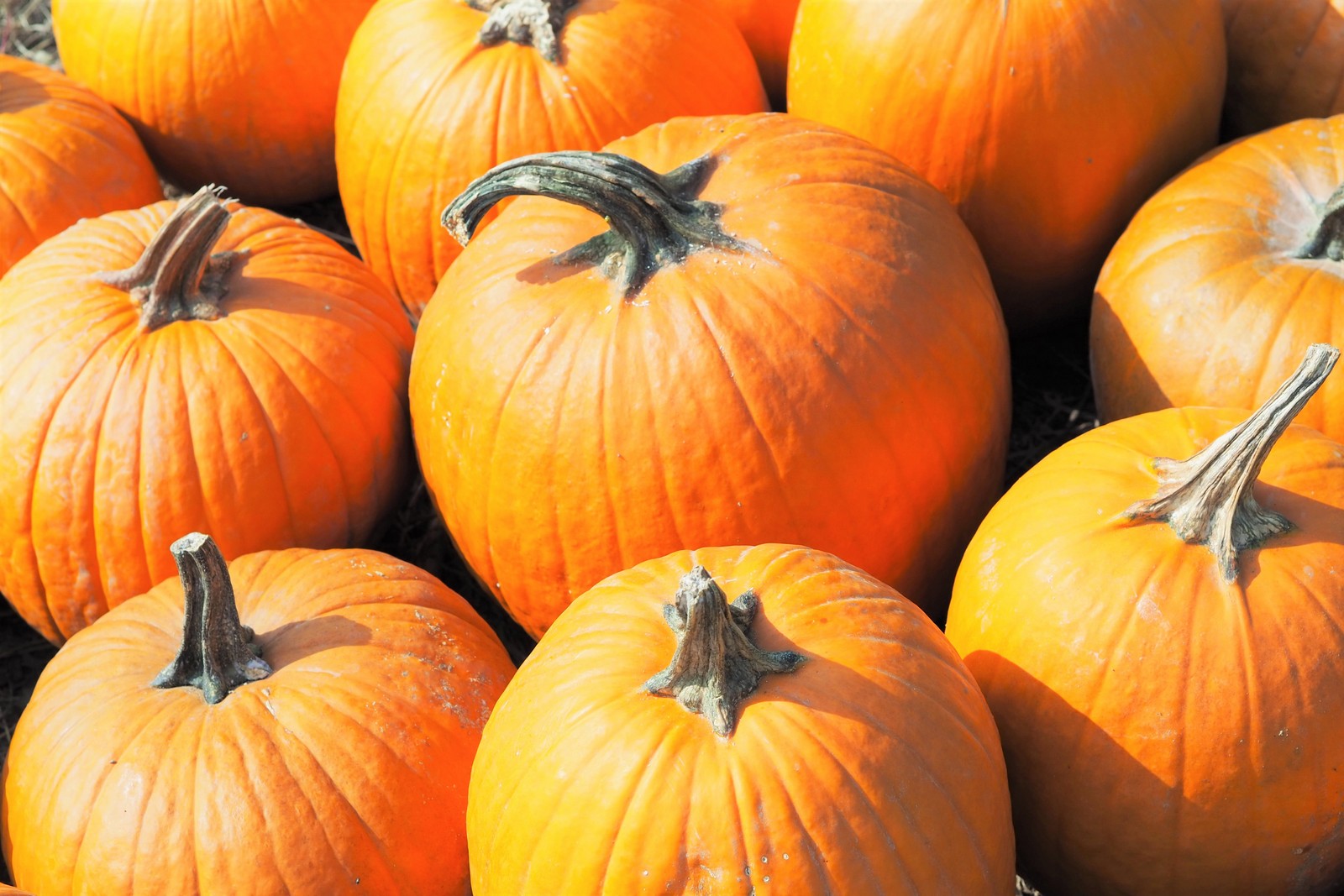 Zucche di Halloween
