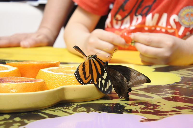 Casa delle farfalle di Roma con i bambini