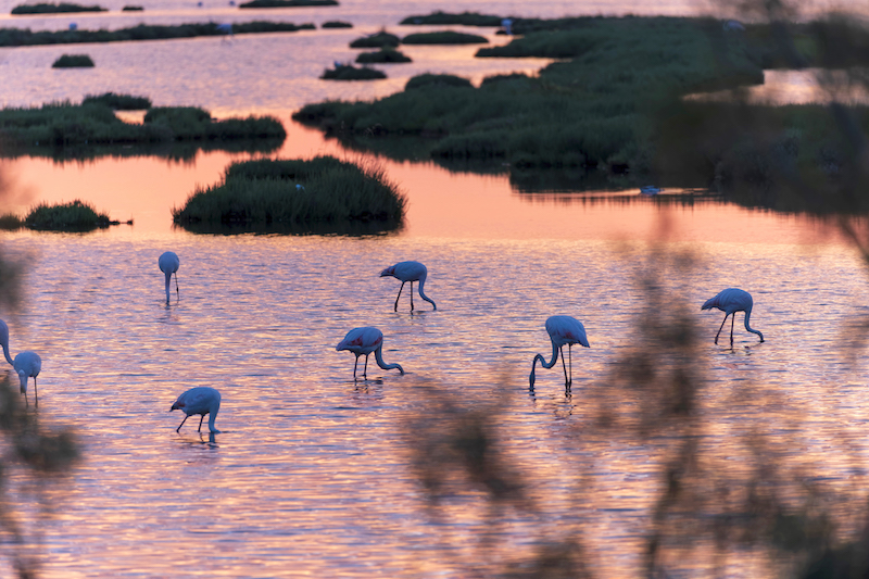 fenicotteri lio piccolo