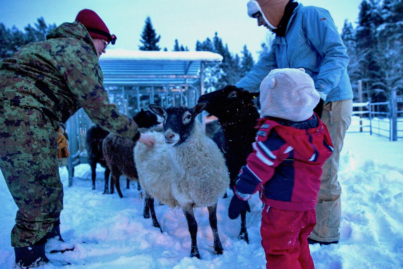 fattoria lapponia animali e bambini