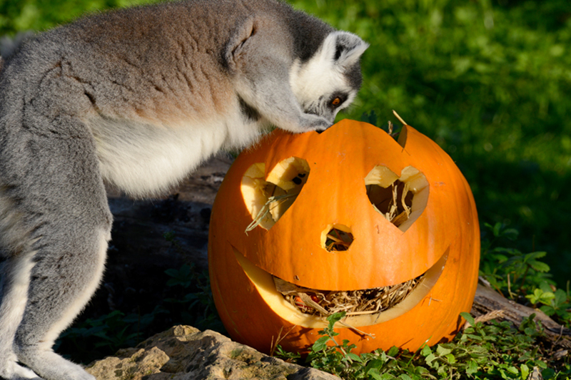 Halloween al Parco Natura Viva