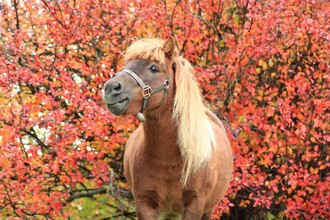 Adventure Park Le Pigne: giro in maschera sul pony