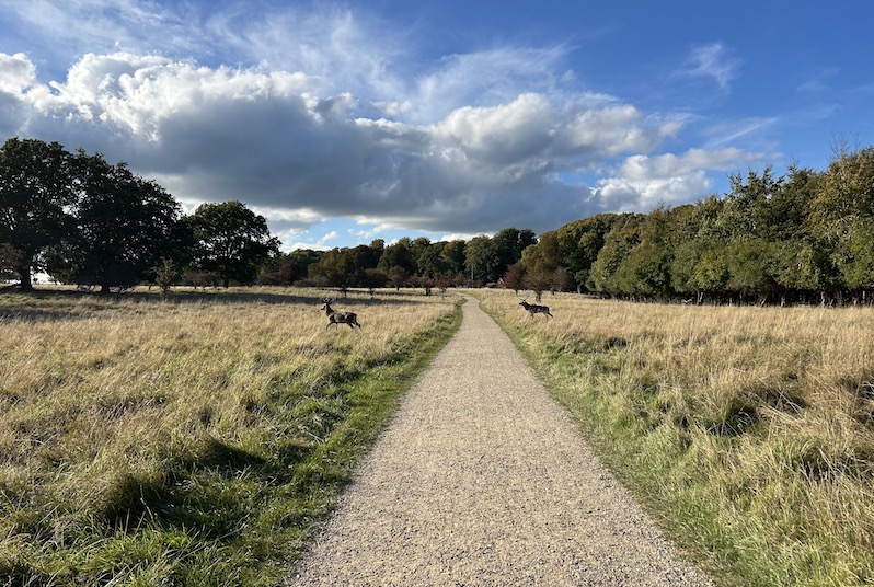 dyrehaven parco cervi