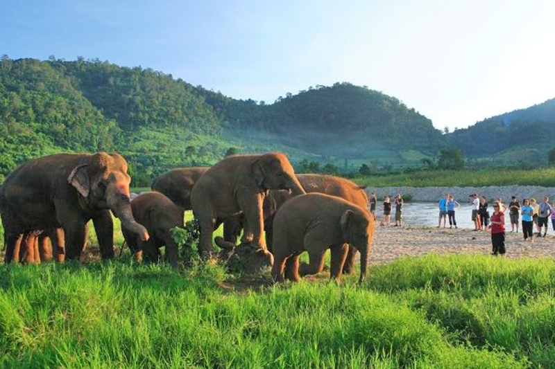 Chiang Mai Elephant Camp in Thailandia