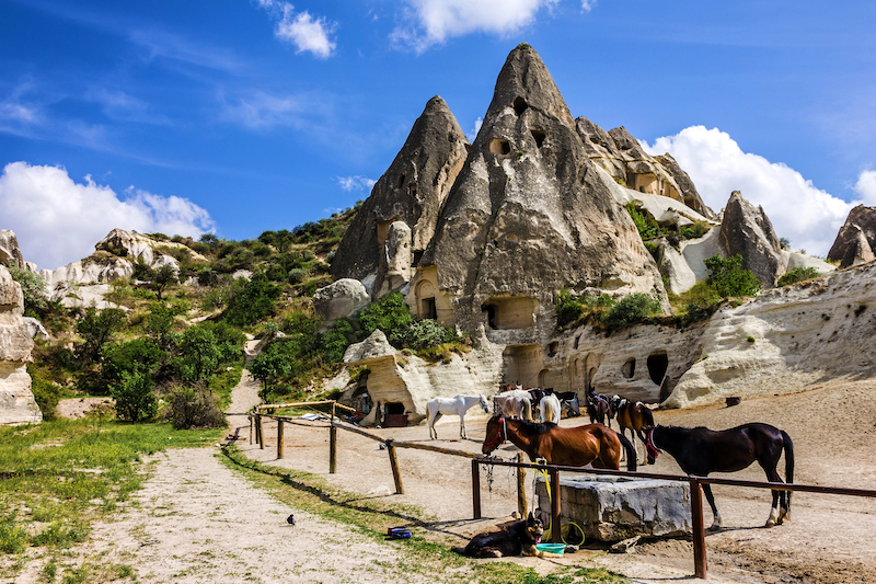 cavalli in cappadocia