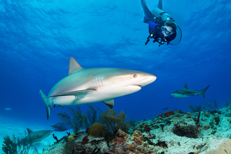 Squali a Bimini
