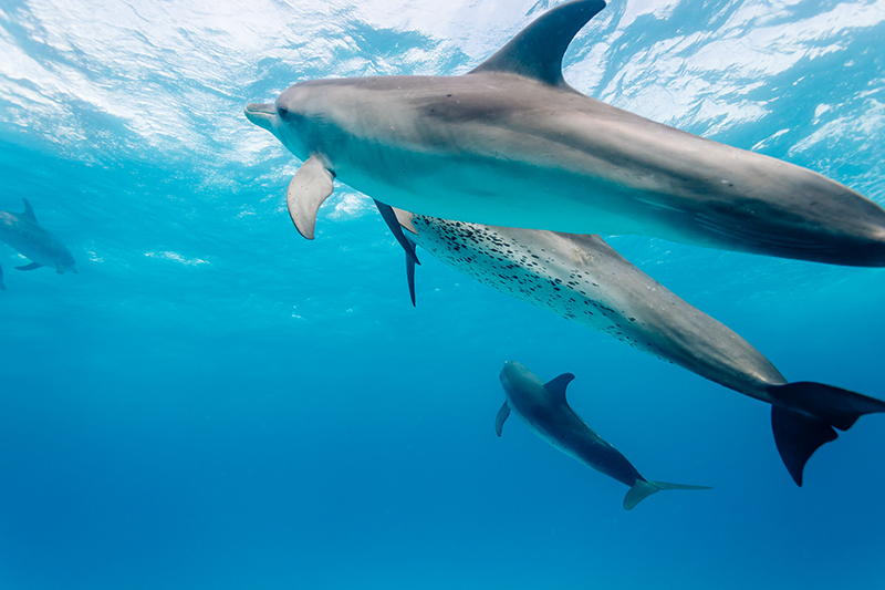Delfini alle Bahamas