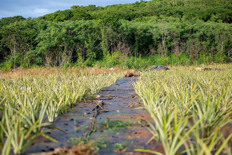 Parco Nazionale Lucayan