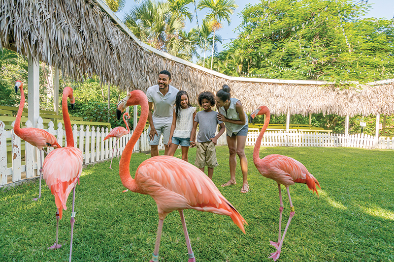 Fenicotteri rosa, Bahamas