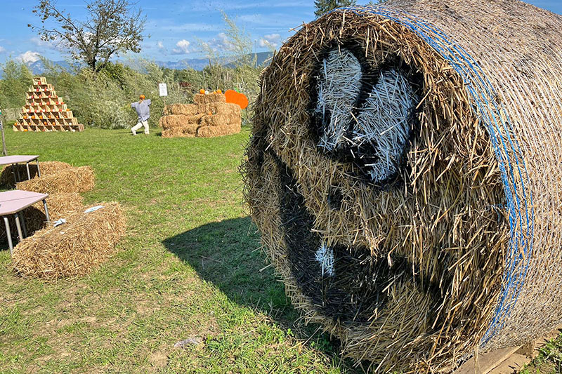 Raccolta zucche in azienda agricola con i bambini