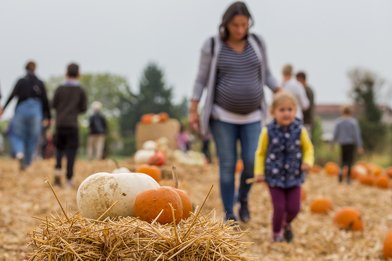 Campo di zucche per bambini in Friuli Venezia Giulia