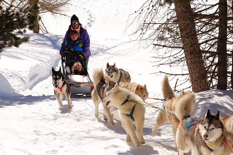 Sleddog, The Husky Experience