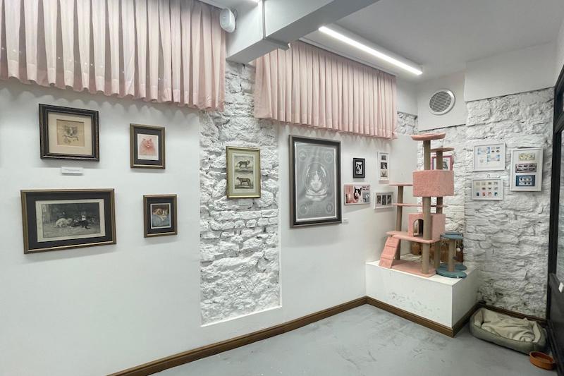 cat museum istanbul esposizione