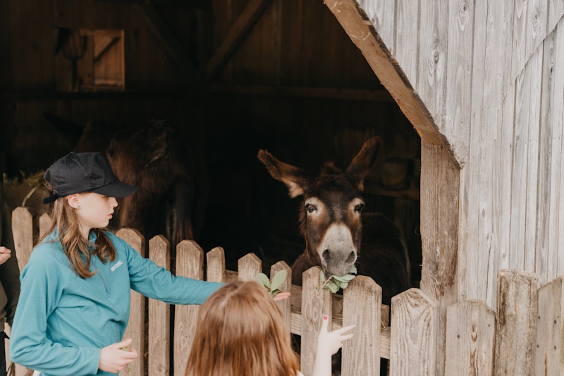 Attività di cura degli animali