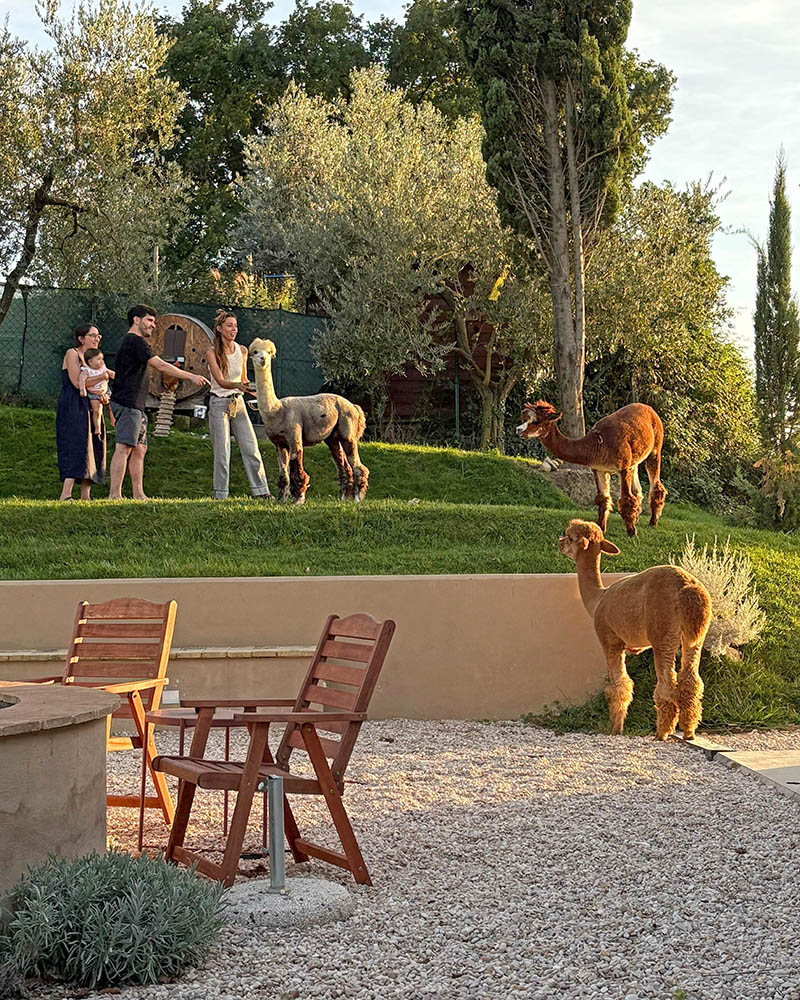 Cantine etiche, aperitivo per famiglie con gli alpaca a Santo Iolo